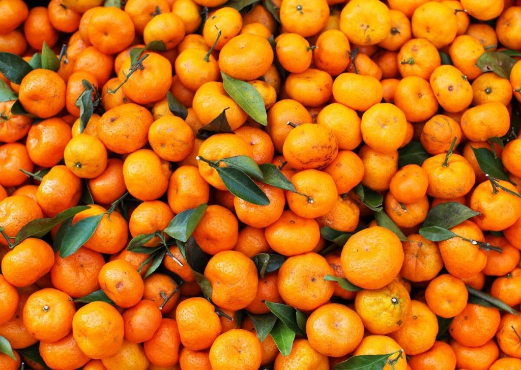 Satsuma Rooikrans AGRI Business